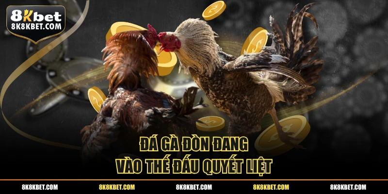 Đá gà đòn đang vào thế đấu quyết liệt