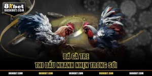 Đá gà tre thi đấu nhanh nhẹn trong sới