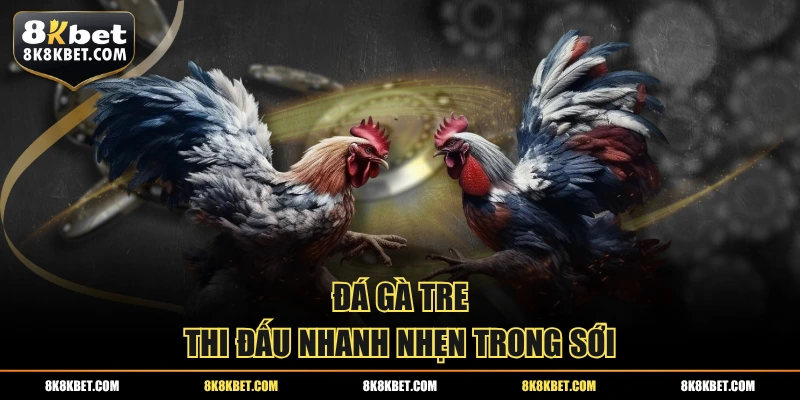 Đá gà tre thi đấu nhanh nhẹn trong sới