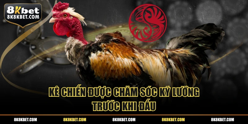 Kê chiến được chăm sóc kỹ lưỡng trước khi đấu