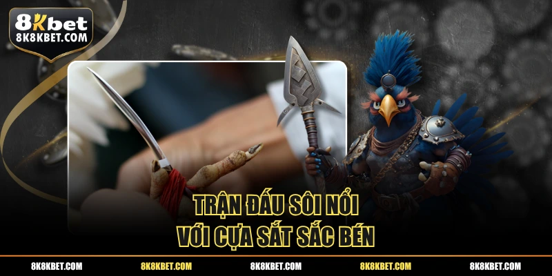 Trận đấu sôi nổi với cựa sắt sắc bén